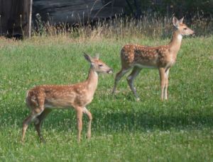 2Fawns